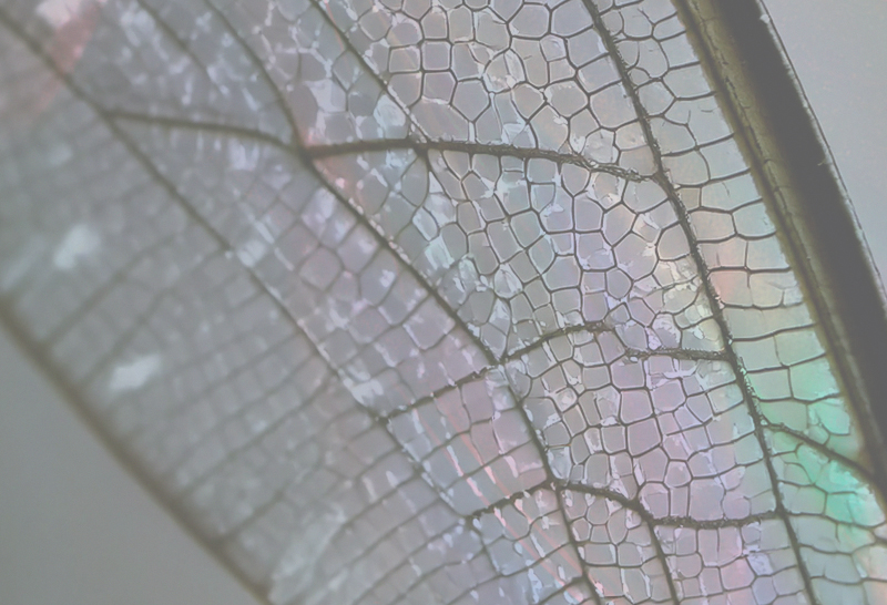 METAMORPHOSIS : LE VOYAGE MULTISENSORIEL D’IRIS CERAMICA GROUP AU FUORISALONE